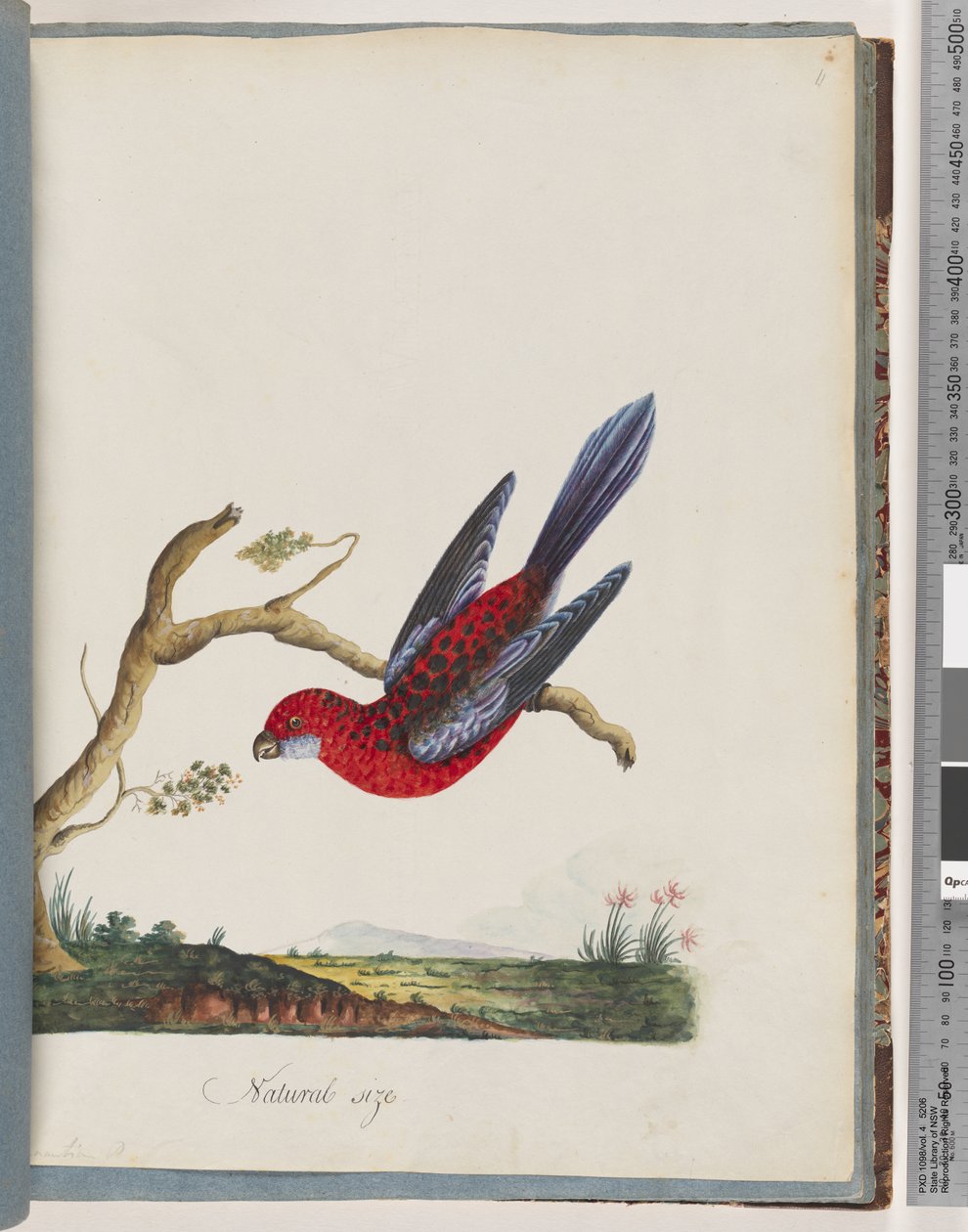 Side 45. Crimson Rosella. Pennantian papegøye av Unknown artist