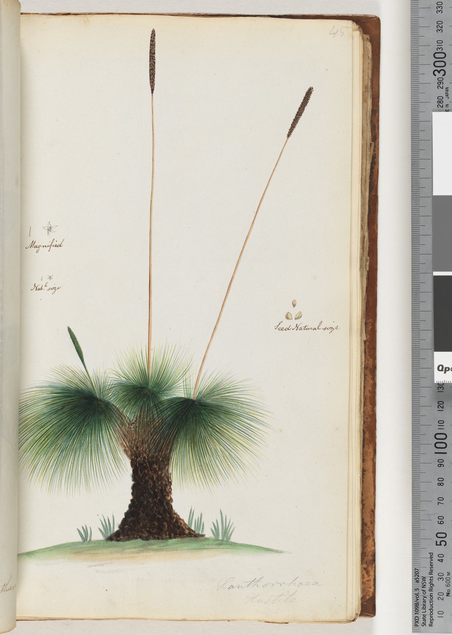Side 45. Xanthorrhoea Hastile Grass-tre Forstørret. Nat.l størrelse. Frø Naturlig størrelse av Unknown artist