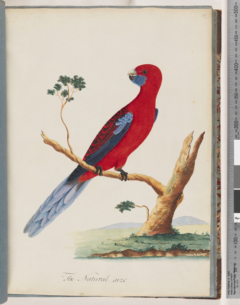 Side 46. Crimson Rosella. Pennantian papegøye av Unknown artist