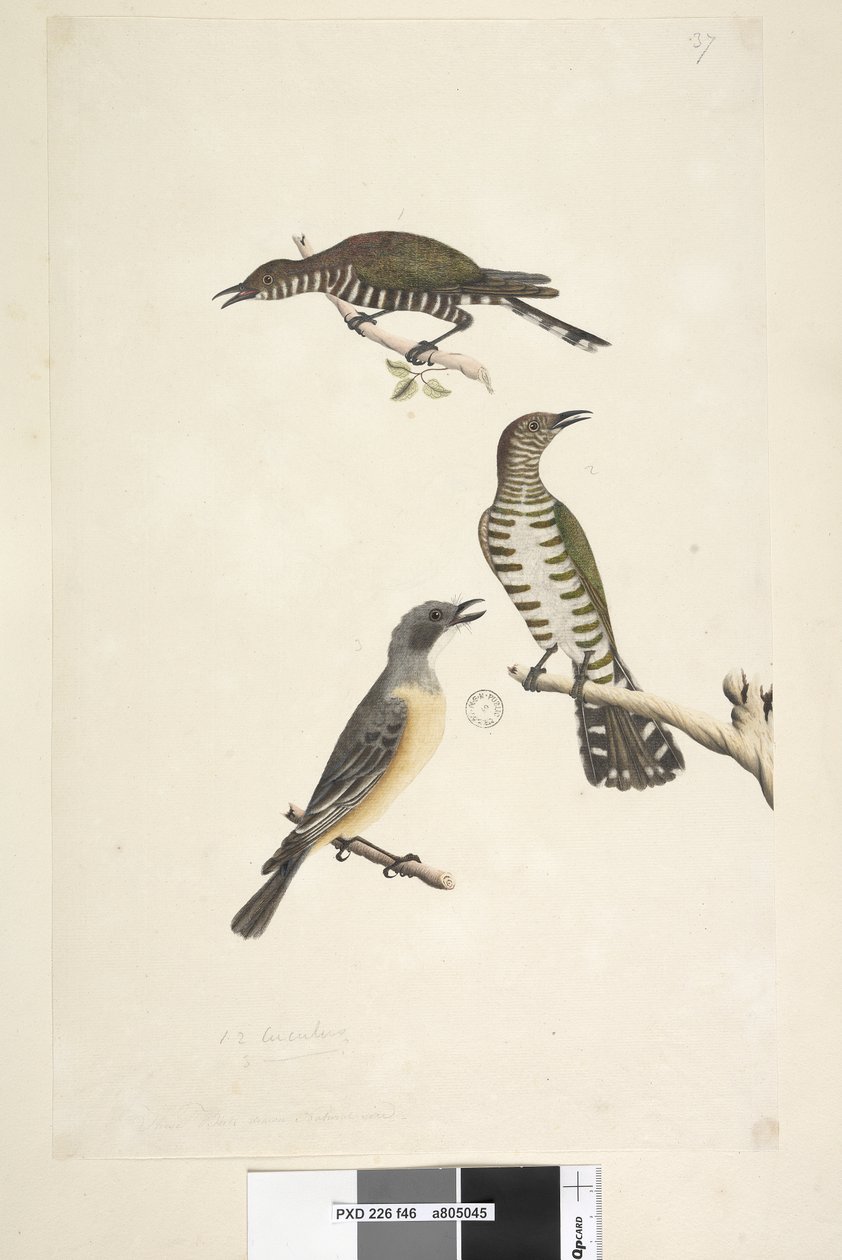 Side 46. Cuculus. langs nedre kant i forskjellige hånd Disse fuglene tegnet naturlig størrelse. De to øverste fuglene er gylden bronse gjøker, den tredje er en rødbrun whistler Lamprococcyx plagosus Chrysococcyx lucidis, 1791-92 av Unknown artist