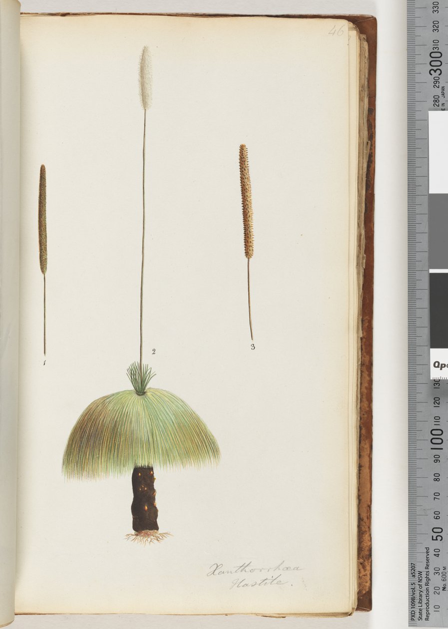 Side 46. Xanthorrhoea Hastile Grass-tre av Unknown artist