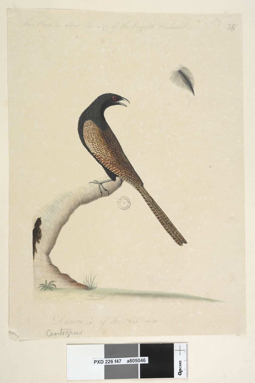 Side 47. Centropus. nederst i midten i annen hånd. Denne fuglen er omtrent på størrelse med den engelske fasanen. Trekkes 1/3 av natl. størrelse. Fasan Coucal Centropus phasianinus, 1791-92 av Unknown artist