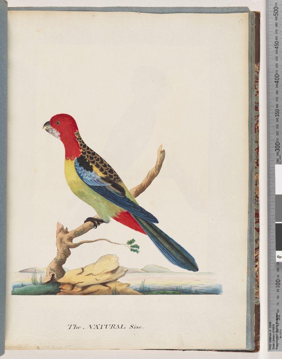 Side 47. Østre Rosella. Ikke den samme papegøyen av Unknown artist