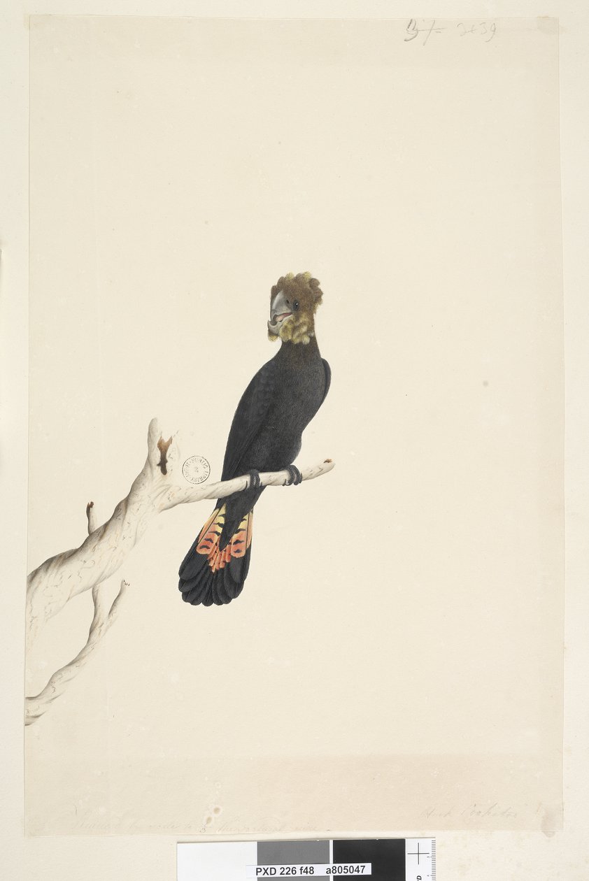 Side 48. Svart kakadu. nederst til venstre i annen hånd Redusert med skala til 1/3 av den naturlige størrelsen. Glanset svart kakadu Calyptorhynchus lathami, hunn, 1791-92 av Unknown artist
