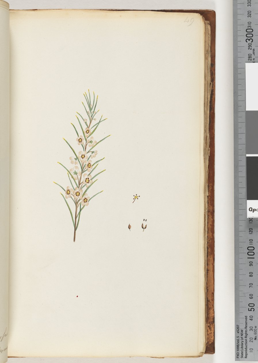 Side 49. Uidentifisert plante av Unknown artist