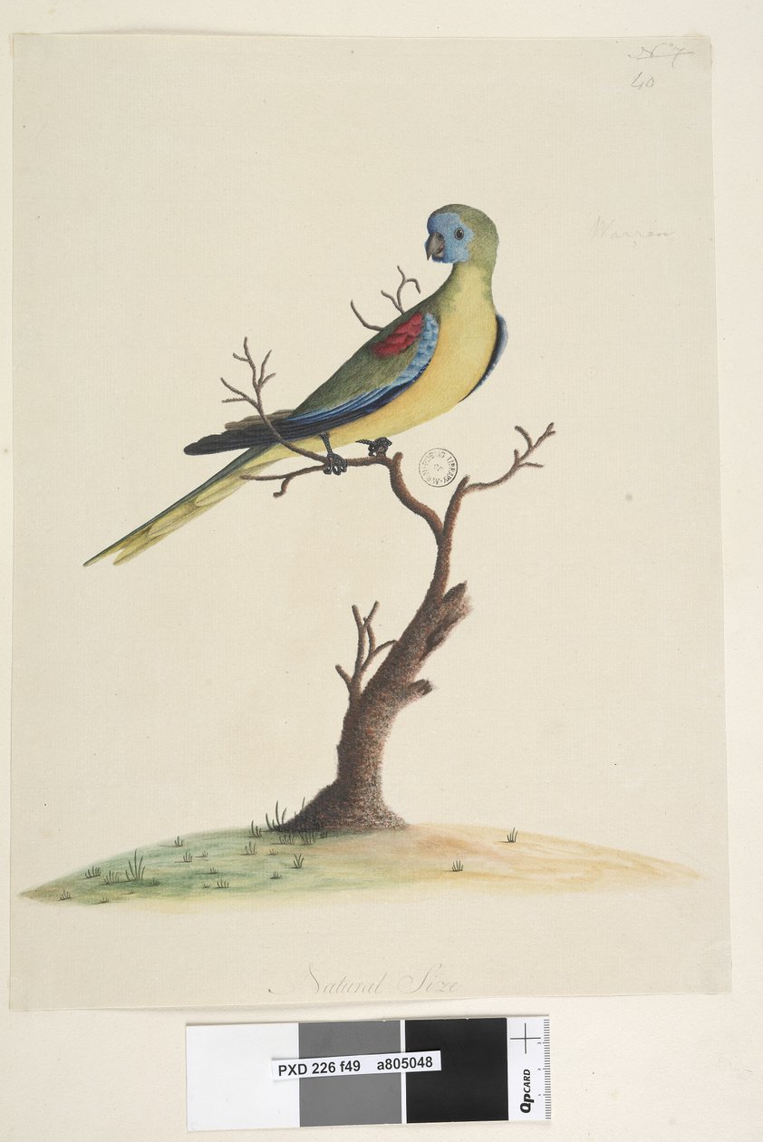 Side 49. Krig,løp. nederst i midten i forskjellig hånd Naturlig størrelse. Turkis papegøye Neophema pulchella, hann, 1791-92 av Unknown artist