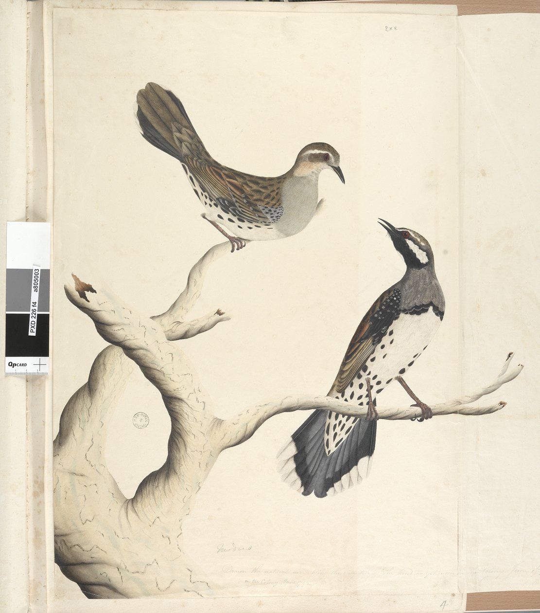 Side 4. Turdus. i en annen hånd Tegnet den naturlige størrelsen som de eneste to av den typen som ennå er sett på kolonien, juni 1792 Spotted Quail Thrush Cinclosoma punctatum, 1791-92 av Unknown artist