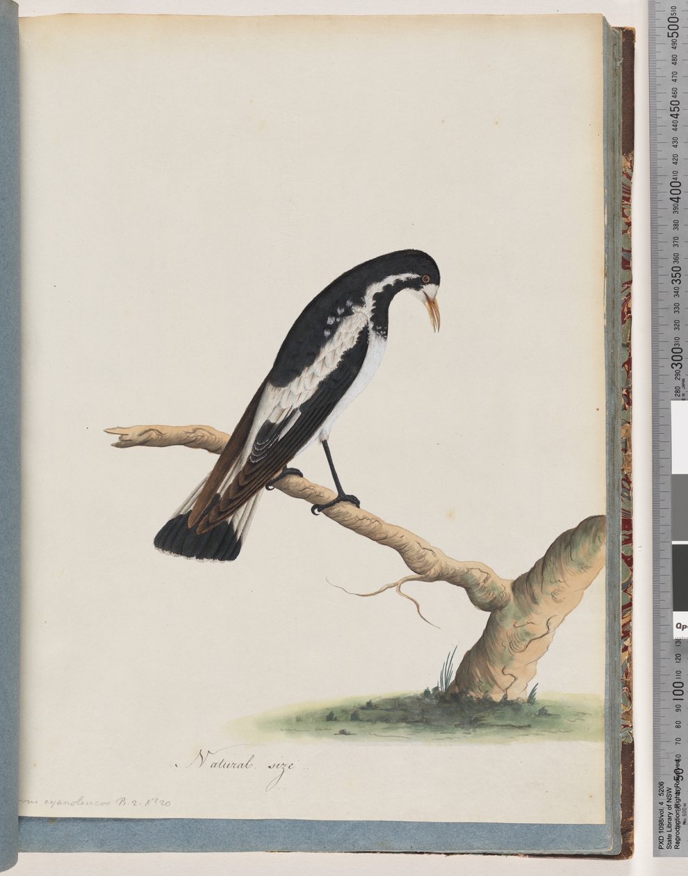 Side 50. Magpie-lerke. Corvus cyanoleucos av Unknown artist