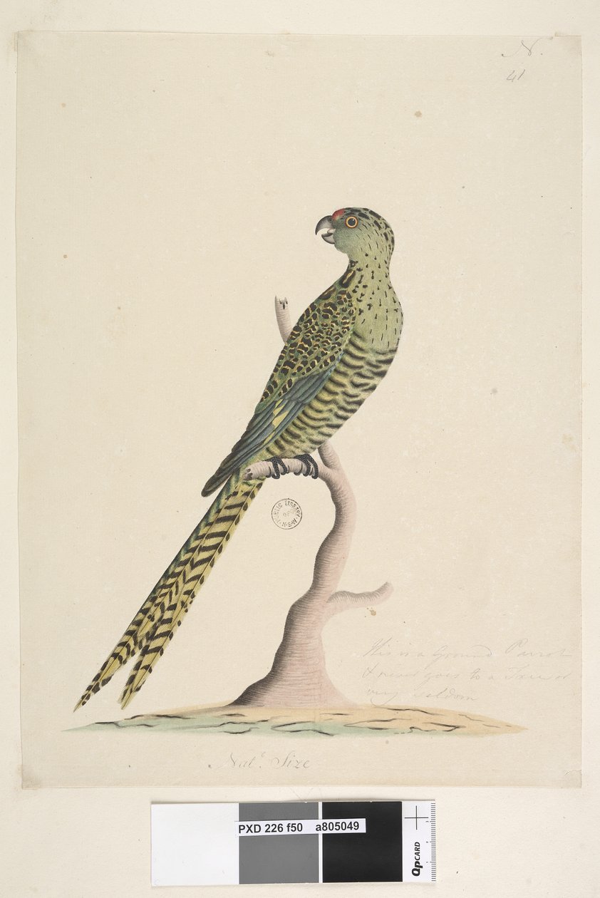 Side 50. Dette er en jordpapegøye og går aldri til et tre eller svært sjelden. ved nedre senter i annen hånd Natl. størrelse. Jordpapegøye Pezoporus wallicus, 1791-92 av Unknown artist