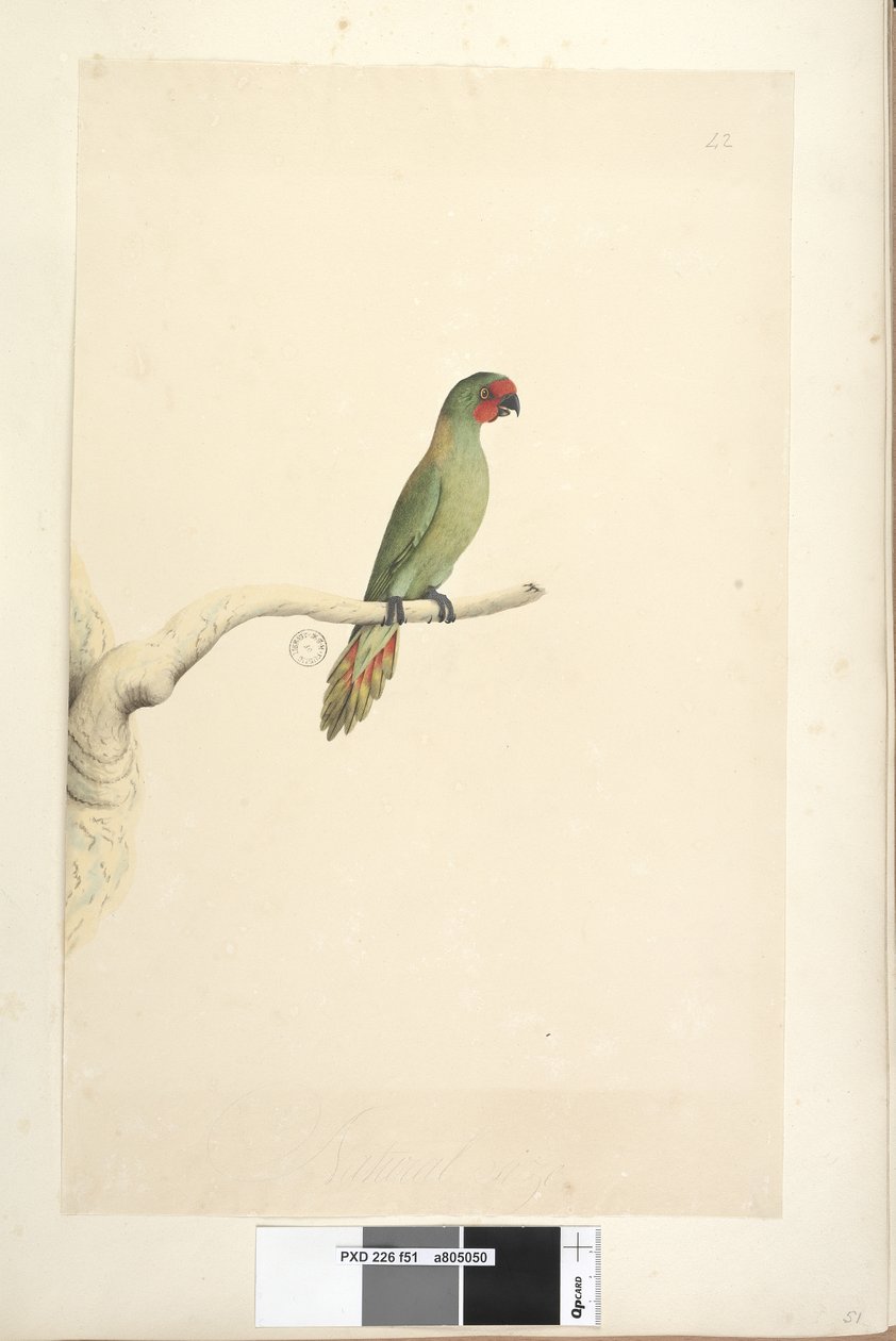 Side 51. Naturlig størrelse Little Lorikeet Glossopsitta pusilla, 1791-92 av Unknown artist