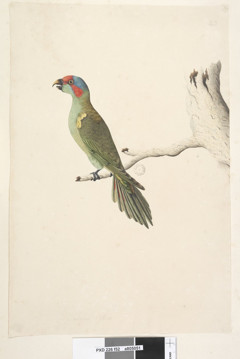 Side 52. Naturlig størrelse Musk Lorikeet Glossopsitta concolor, 1791-92 av Unknown artist