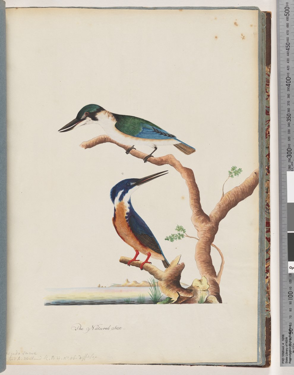 Side 53. 1. Hellig Kingfisher. Alcedo sacre 2. Azure Kingfisher. 2, 3 toed N. Holland Kingfisher av Unknown artist