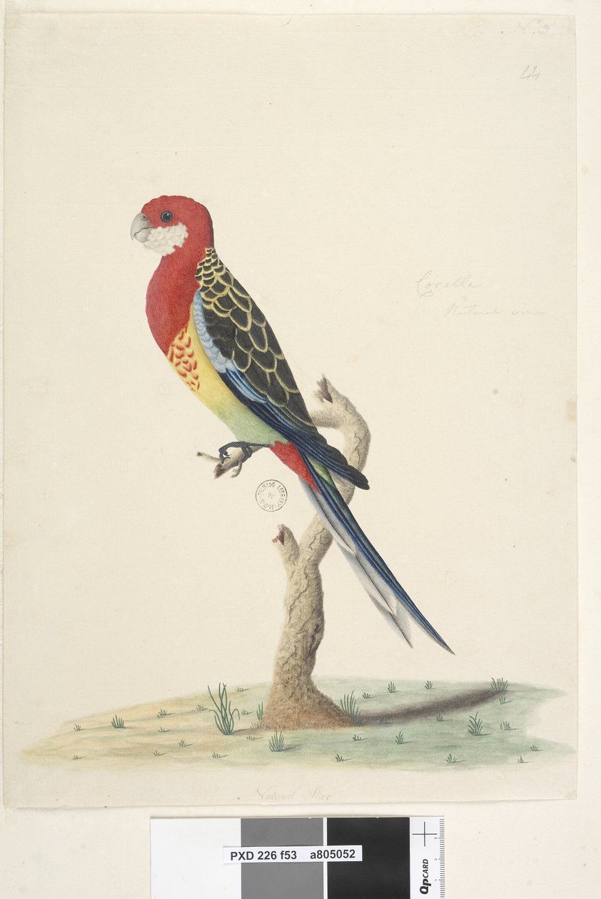 Side 53. Kakadu. Naturlig størrelse Eastern Rosella Platycercus eximius, 1791-92 av Unknown artist