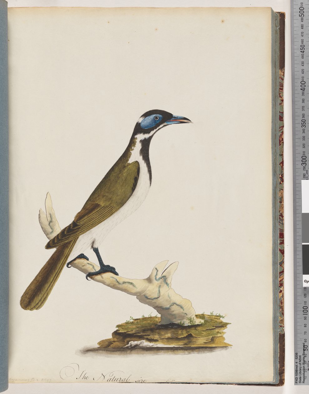 Side 54. Blue, faced honningeater. Merops cyanoris. Blåkinn trost av Unknown artist