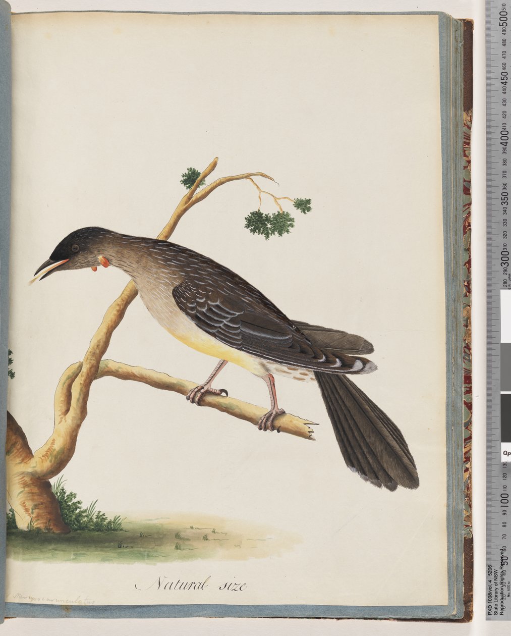 Side 55. Red Wattlebird. Merops carunculatus av Unknown artist