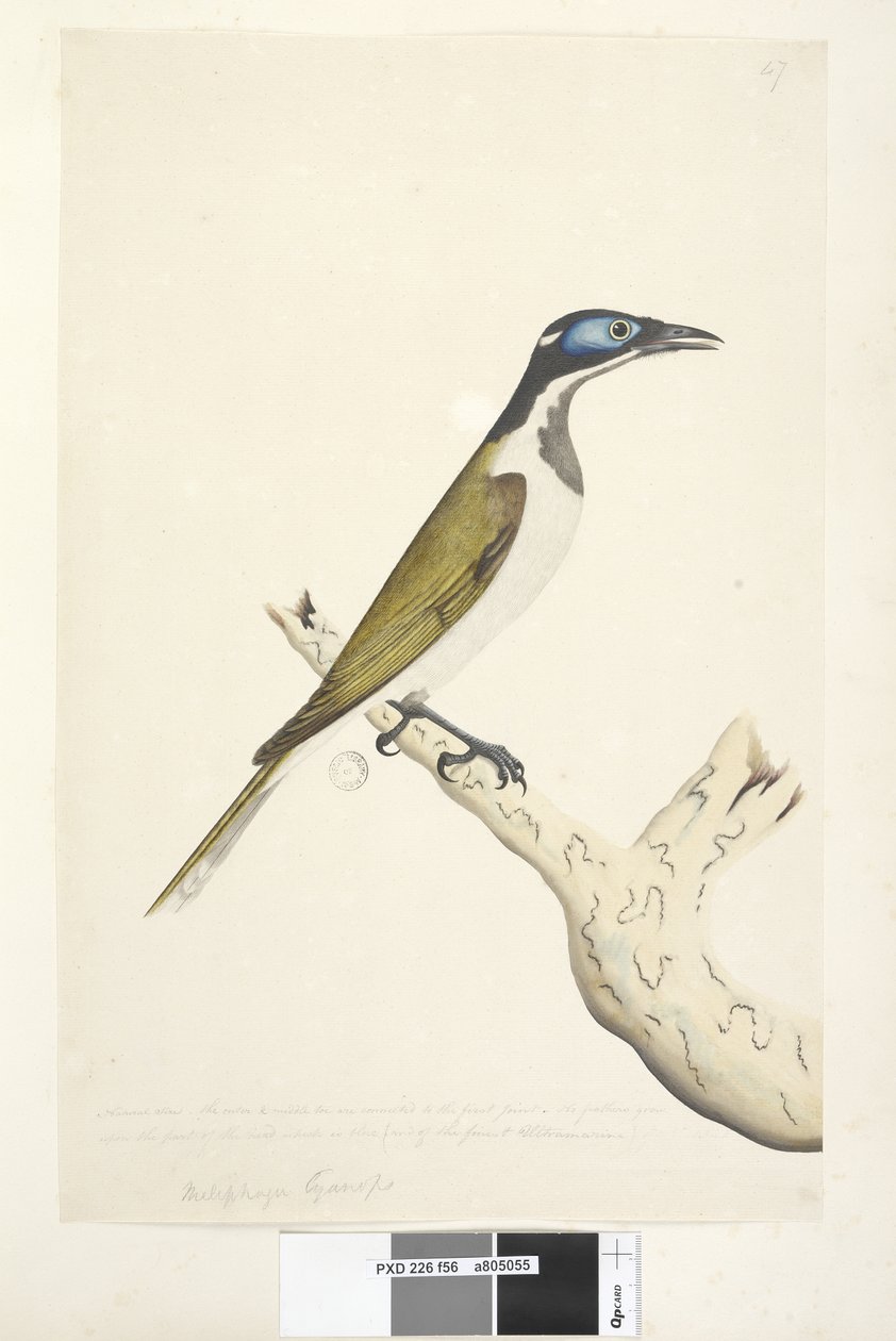 Side 56. Melephahu Cyanops. over tittelen i en annen hånd Naturlig størrelse. Den ytre og midtre tåen er koblet til det første leddet. Ingen fjær vokser på den delen av hodet som er blå av Unknown artist