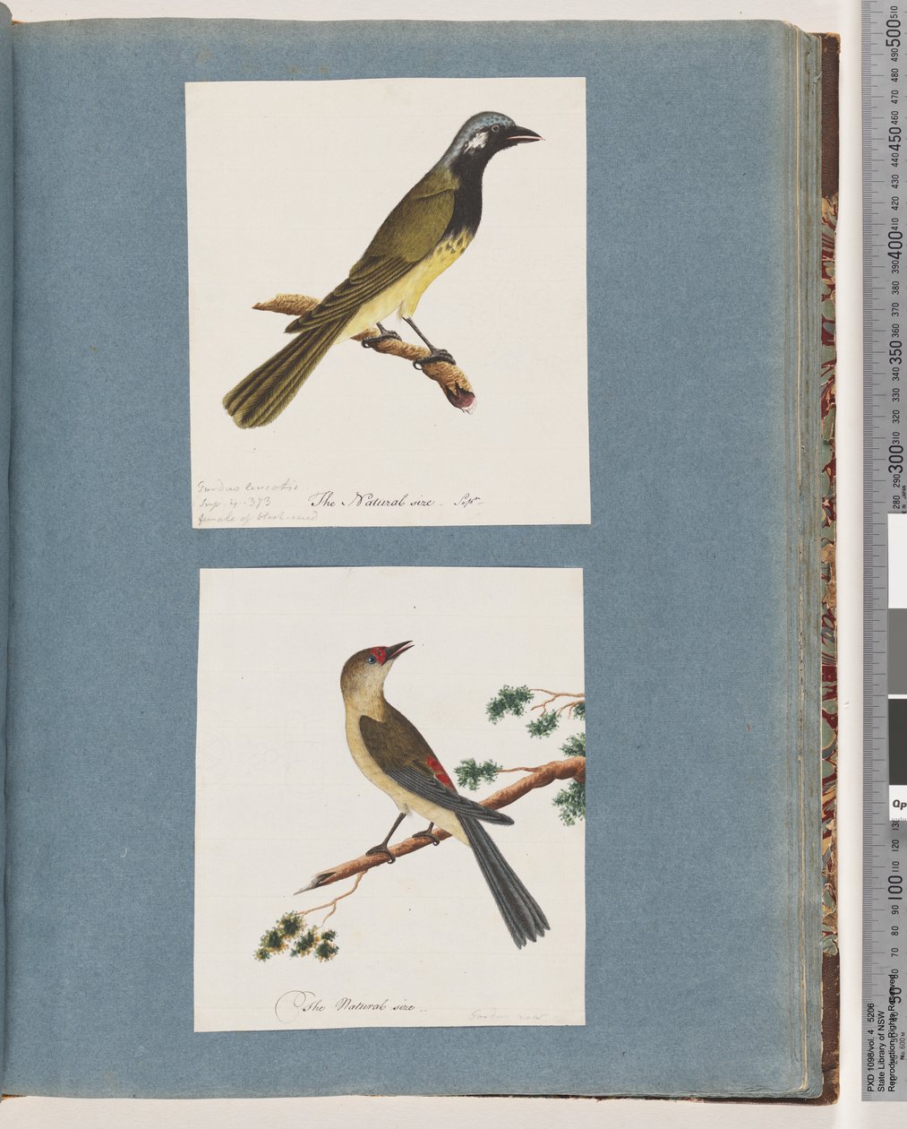 Side 56. Uidentifisert fugl. Turdus leucotis. 57. Rødbrynet fink. Turdus ny av Unknown artist