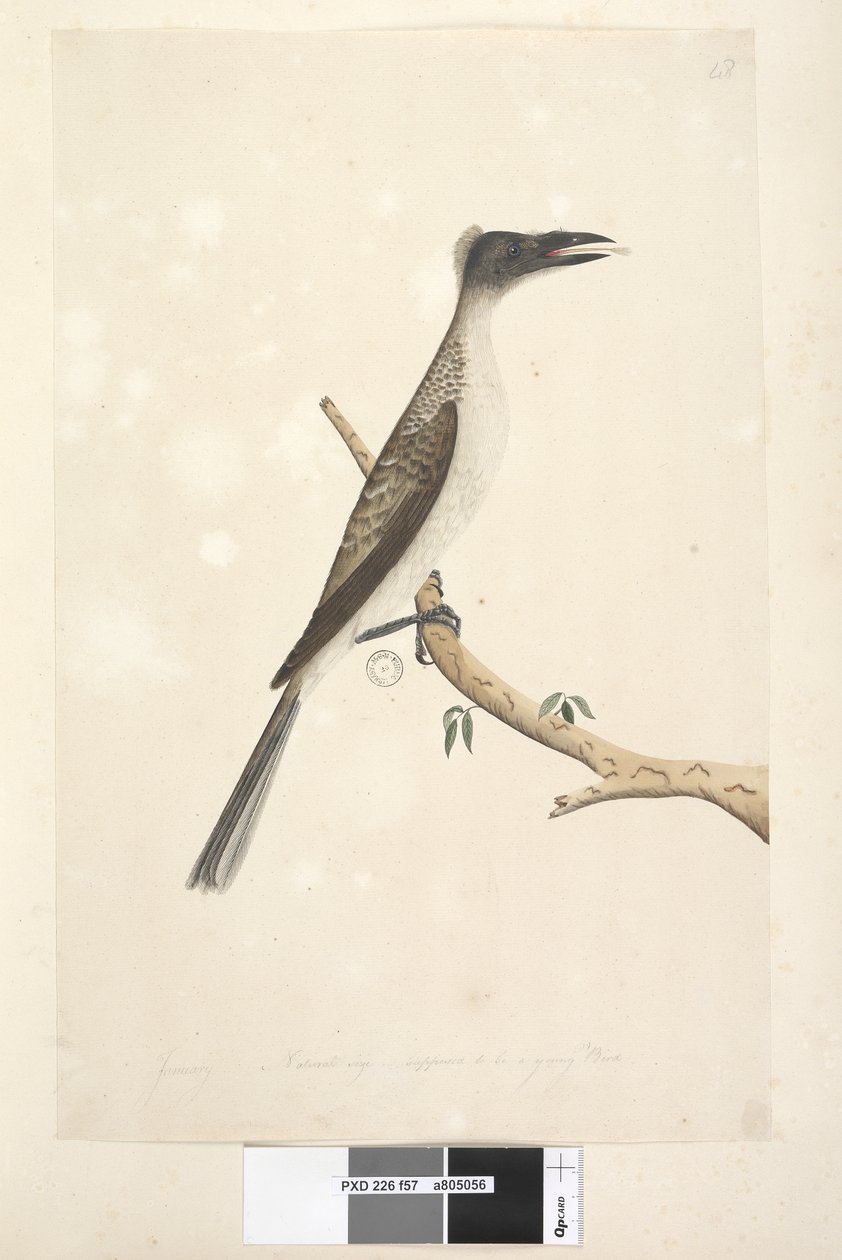 Side 57. Januar. Naturlig størrelse, ment å være en ungfugl Noisy Friarbird Philemon corniculatus, 1791-92 av Unknown artist