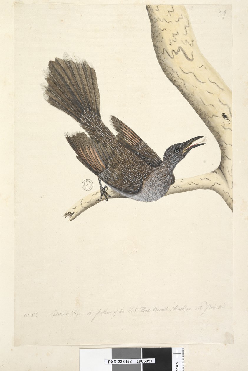 Side 58. Oktr. Naturlig størrelse, fjærene på nakkehodet, bryst og rygg er alle spisse Brush Wattle, Bird Anthochaera chrysoptera, 1791-92 av Unknown artist