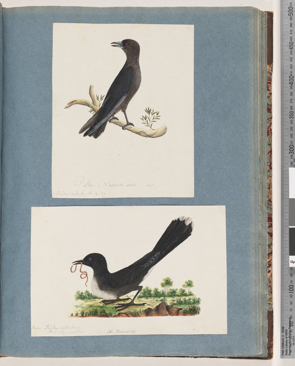 Side 58. Uidentifisert fugl. Turdus. 59. Uidentifisert fugl. Turdus av Unknown artist