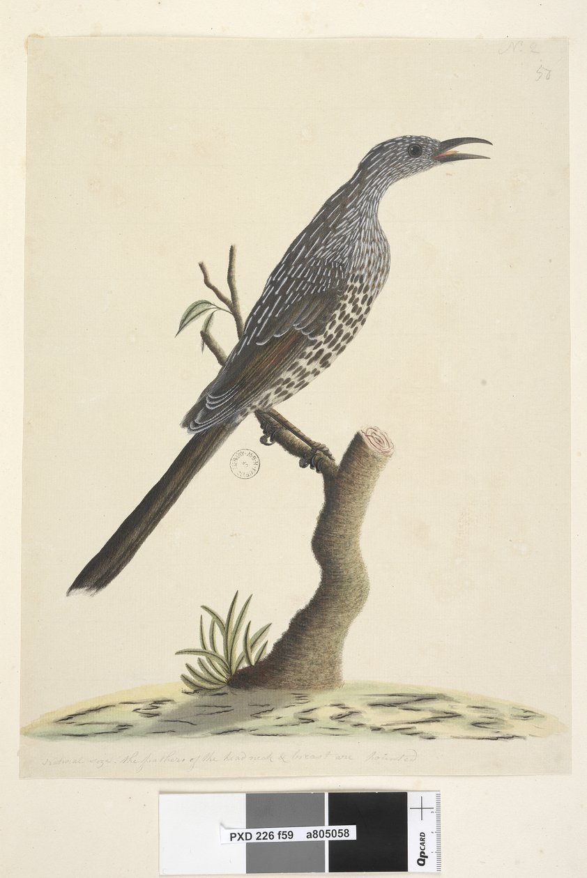 Side 59. Naturlig størrelse, fjærene på hodehals og bryst er spisse Brush Wattle, Bird Anthochaera chrysoptera, 1791-92 av Unknown artist