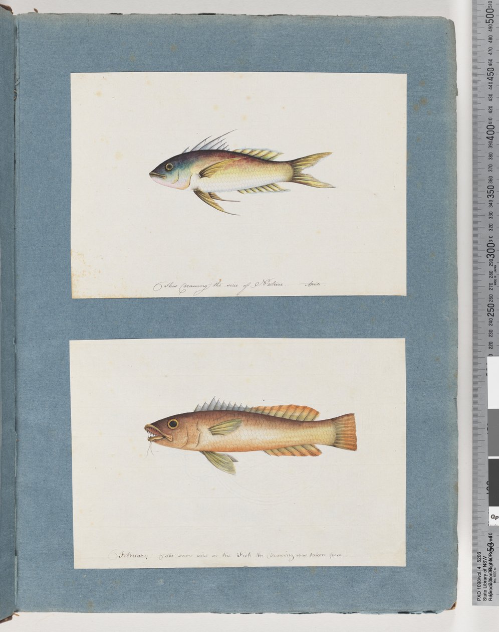 Side 5. Uidentifisert fisk 6. Uidentifisert fisk av Unknown artist