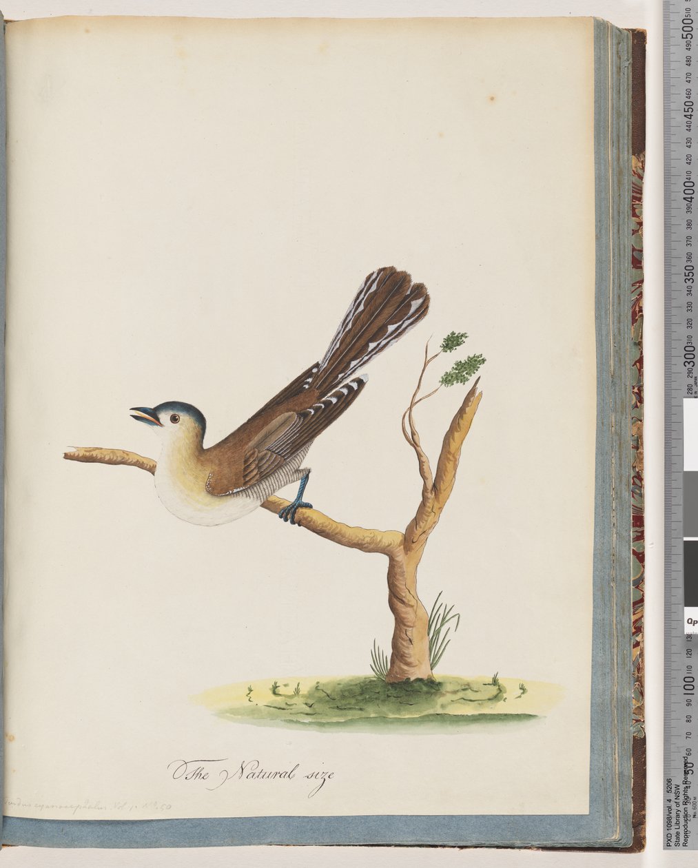 Side 60. Uidentifisert fugl. Turdus cyanocephalus. Blåhodetrost av Unknown artist