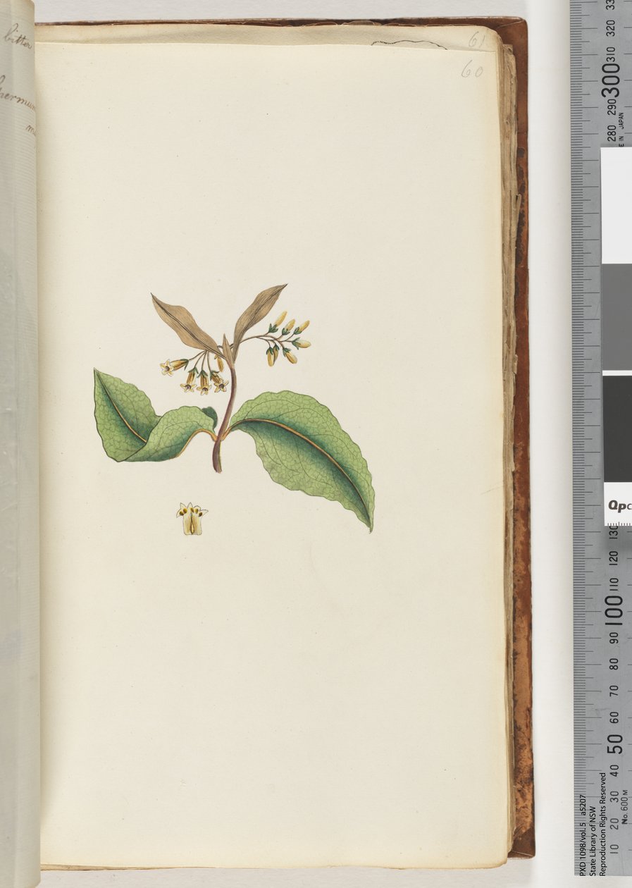 Side 60. Uidentifisert plante av Unknown artist