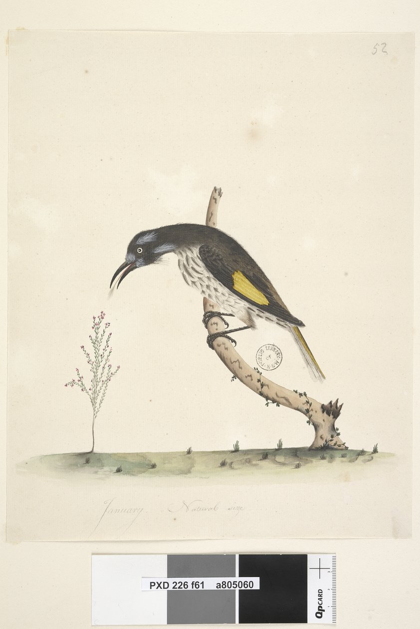Side 61 Naturlig størrelse Yellow Winged Honeyeater New Holland, 1791-92 av Unknown artist