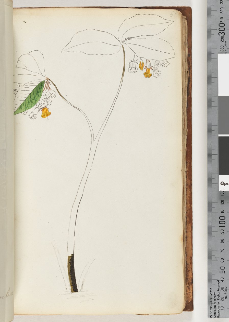 Side 61. Ingen inskripsjon, uferdig tegning av Unknown artist
