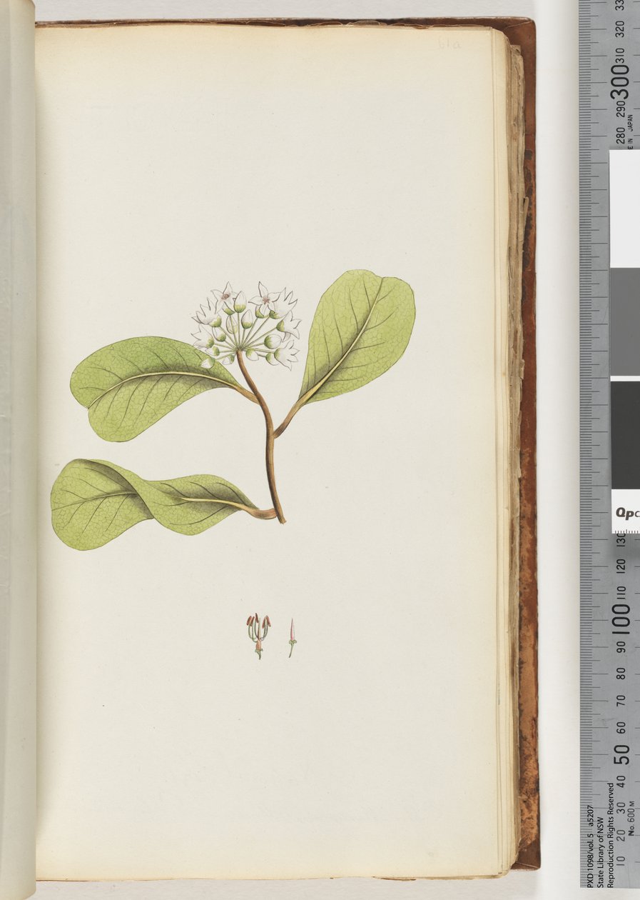 Side 61a. Mangrove-treet av Unknown artist