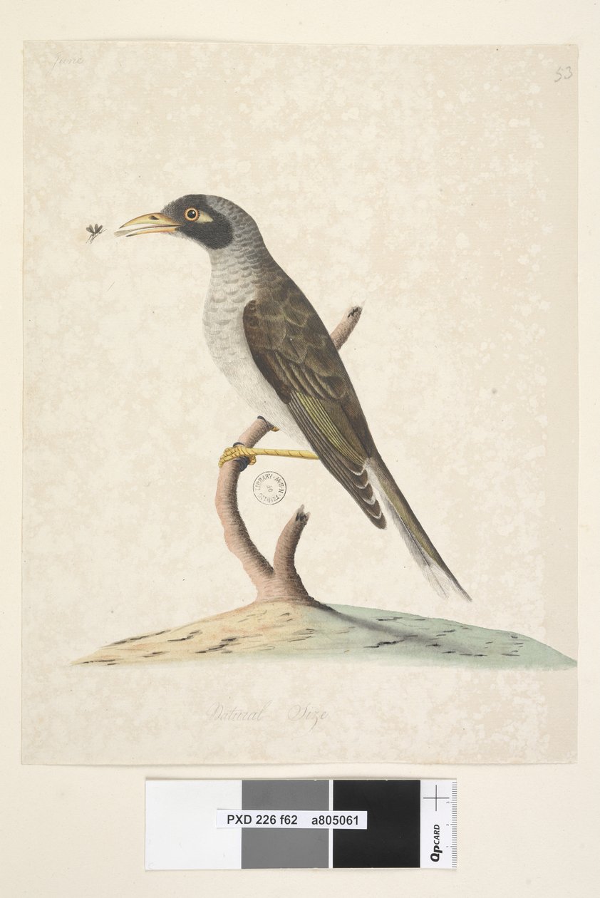 Side 62. juni. Naturlig størrelse Noisy Miner Myzantha melanocephala, 1791-92 av Unknown artist