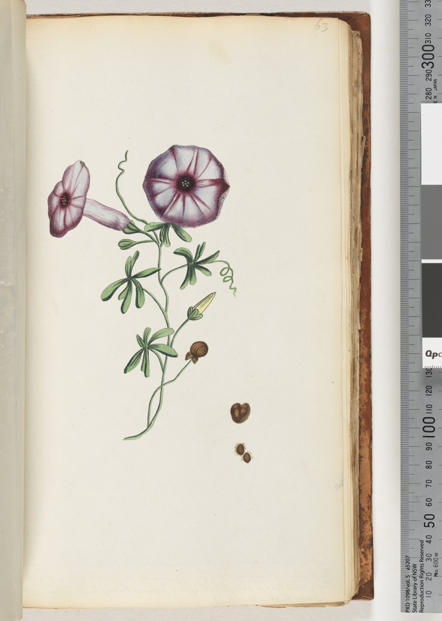Side 63. Convolvulus av Unknown artist