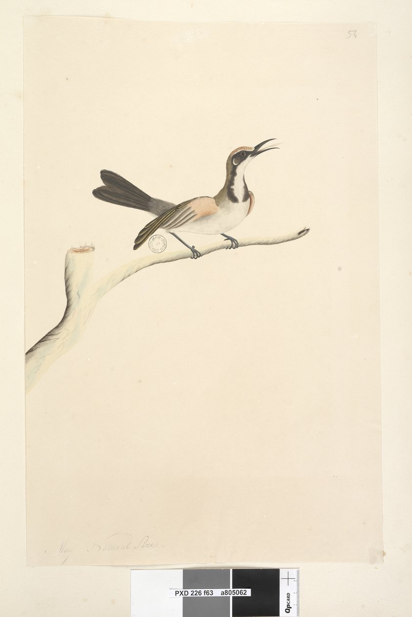 Side 63. Mai. Naturlig størrelse Tawny Crowned Honeyeater Phylidonyris melanops, 1791-92 av Unknown artist