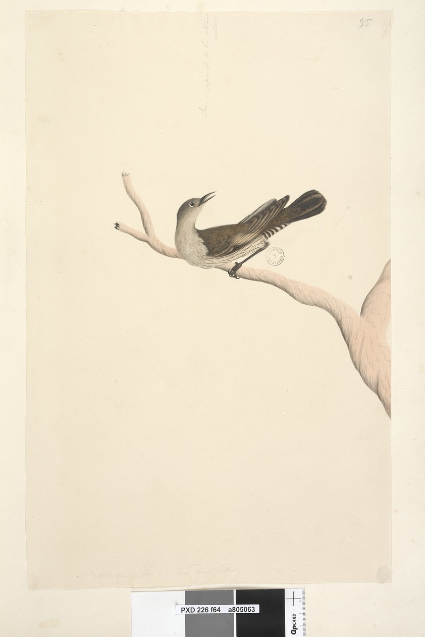 Side 64. Naturlig størrelse. Iris tviler. Iris skal ha halmfarge Brown Tree, Creeper Climacteris picumnus, 1791-92 av Unknown artist