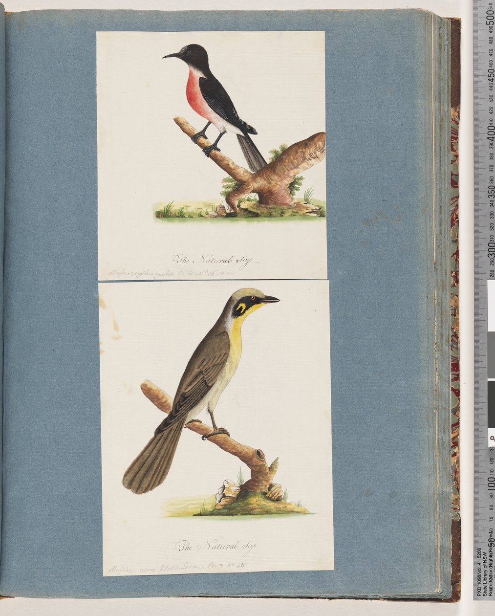 Side 64. Scarlet Robin. Krytrogastras flue. 65. Gultuftet honningeater. Muscicapa Nova Hollandiae av Unknown artist