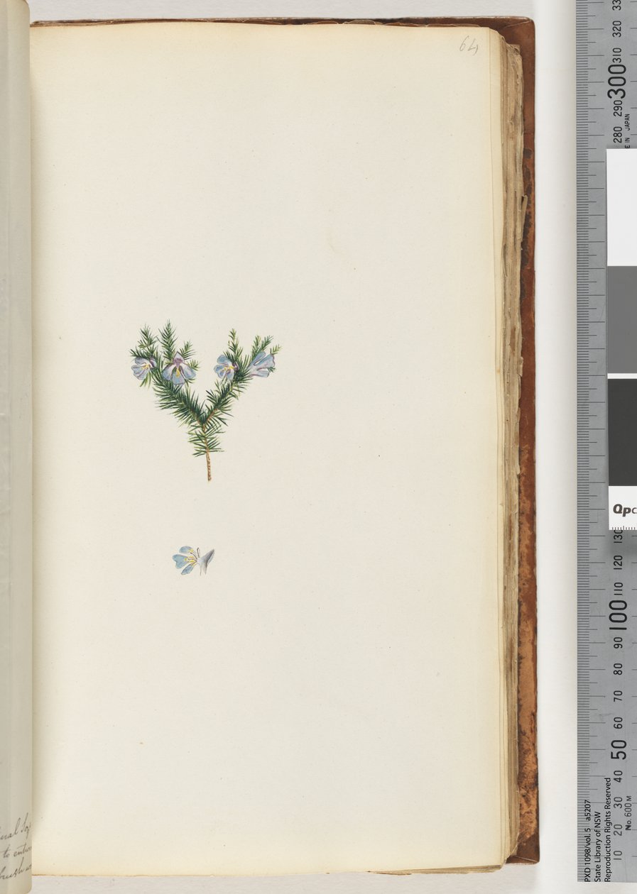 Side 64. Uidentifisert plante av Unknown artist
