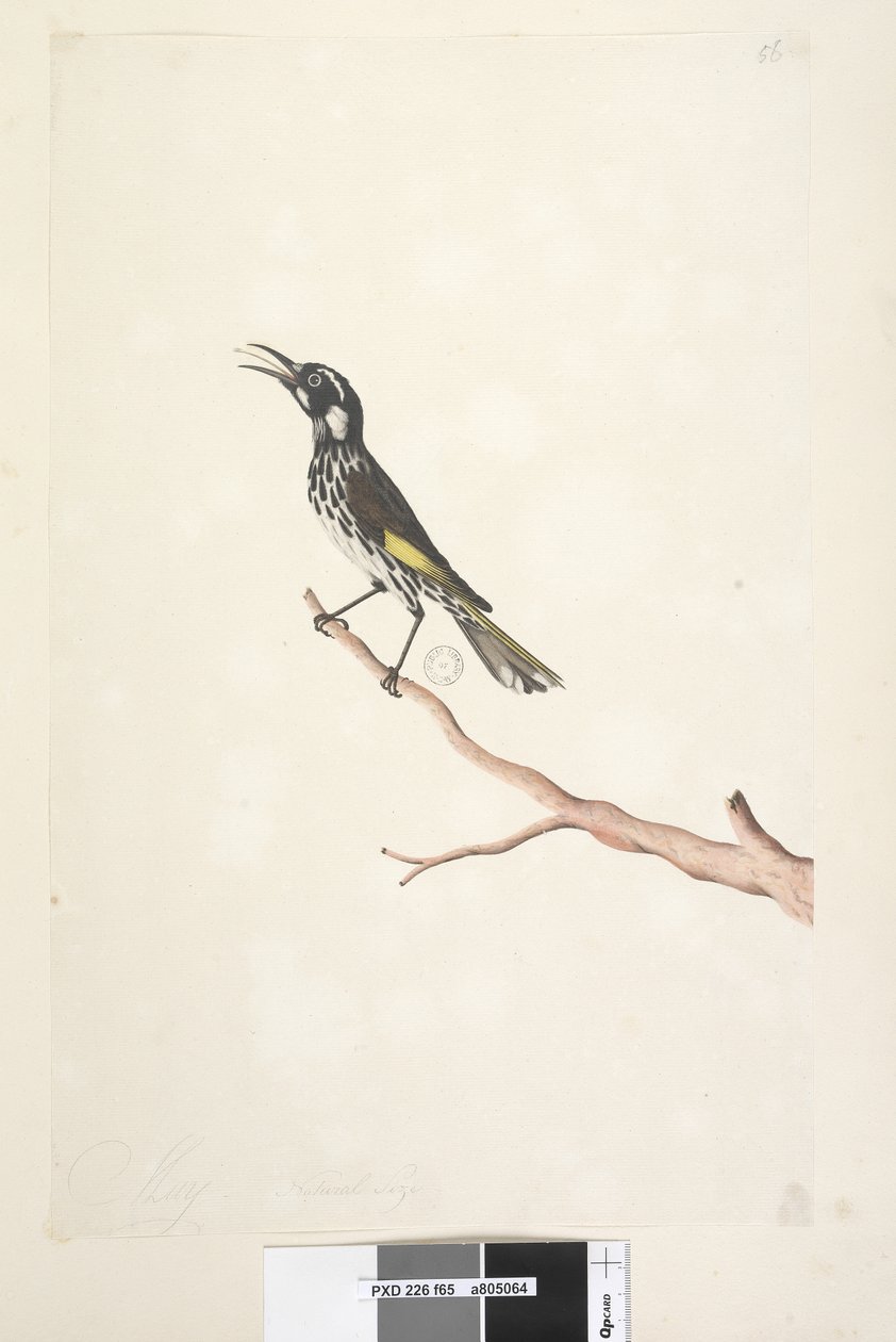Side 65. Mai, naturlig størrelse Yellow Winged Honeyeater New Holland, 1791-92 av Unknown artist