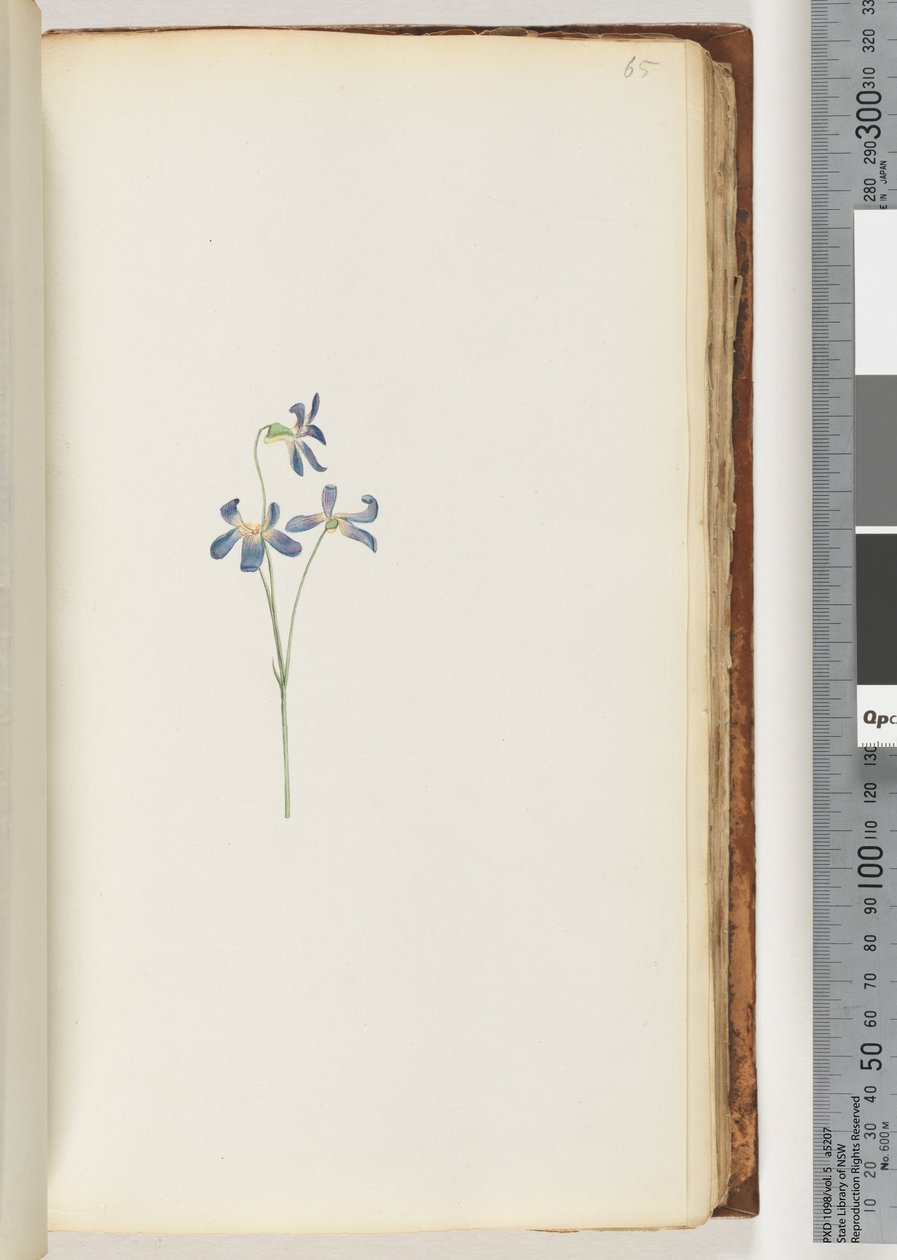 Side 65. Uidentifisert plante av Unknown artist