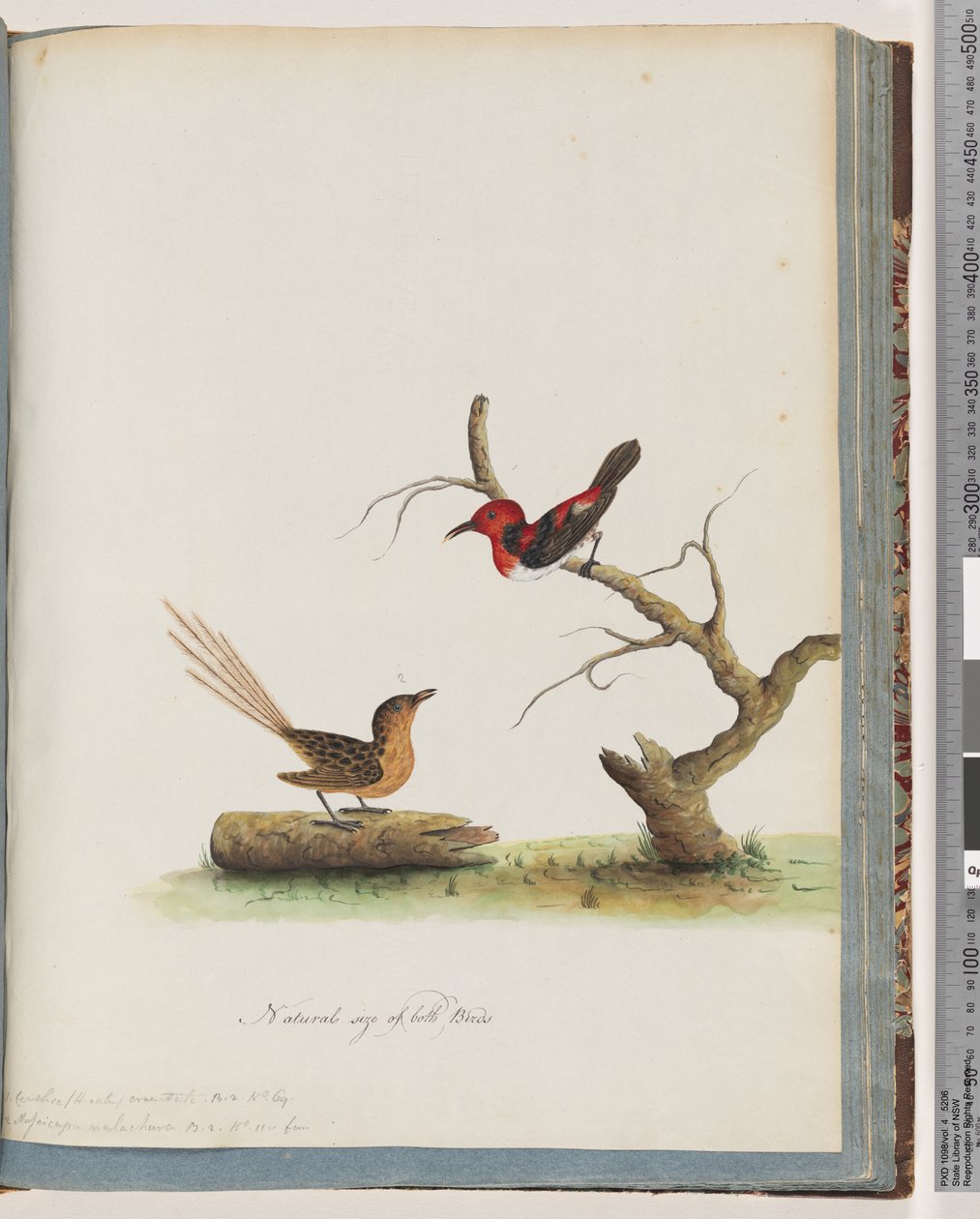 Side 66. 1. Scarlet Honeyeater. Certhia/Honeyeater/orientale. 2. Uidentifisert fugl. Muscicapa malachura av Unknown artist
