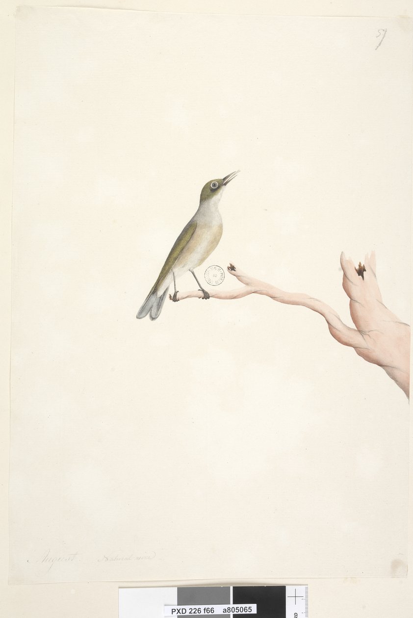 Side 66. August. Naturlig størrelse Grå, Sølvøye med rygg Zosterops lateralis, 1791-92 av Unknown artist