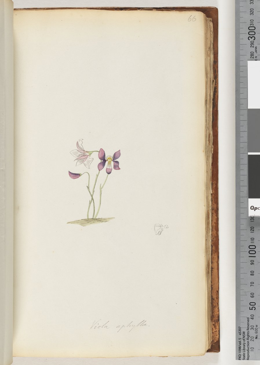 Side 66. Viola aphylla / Villfiolett av Unknown artist