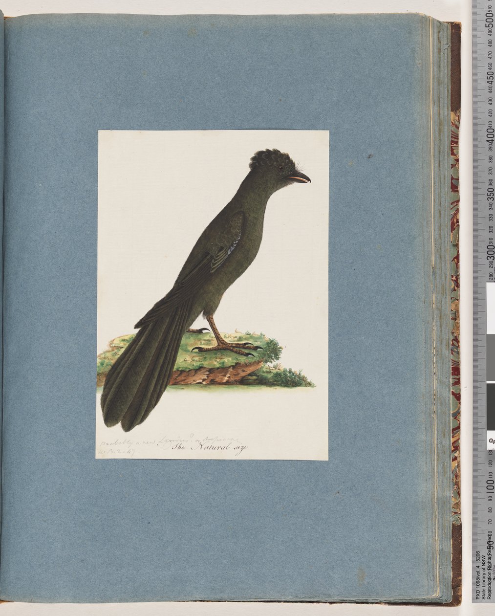 Side 67. Uidentifisert fugl. Muligens en ny Lanius eller Muscicapa av Unknown artist