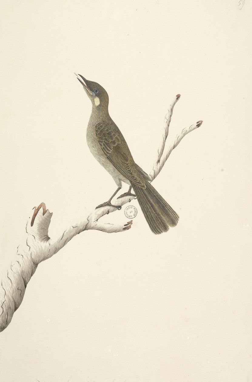 Side 68. Naturlig størrelse, August Lewin Honeyeater Meliphaga Lewinii, 1791-92 av Unknown artist
