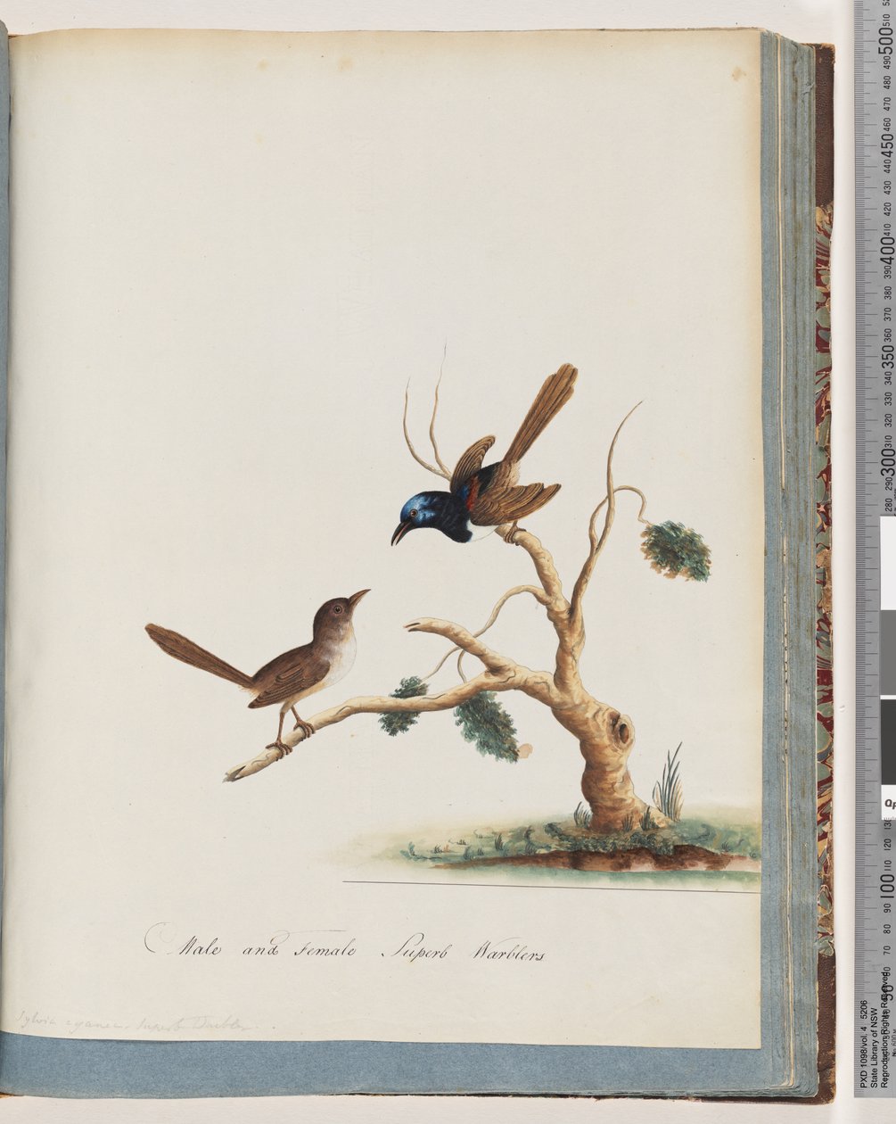 Side 68. Rødvinget fe, gjerde, hann og hunn. Hann og hunn Superb Warblers av Unknown artist