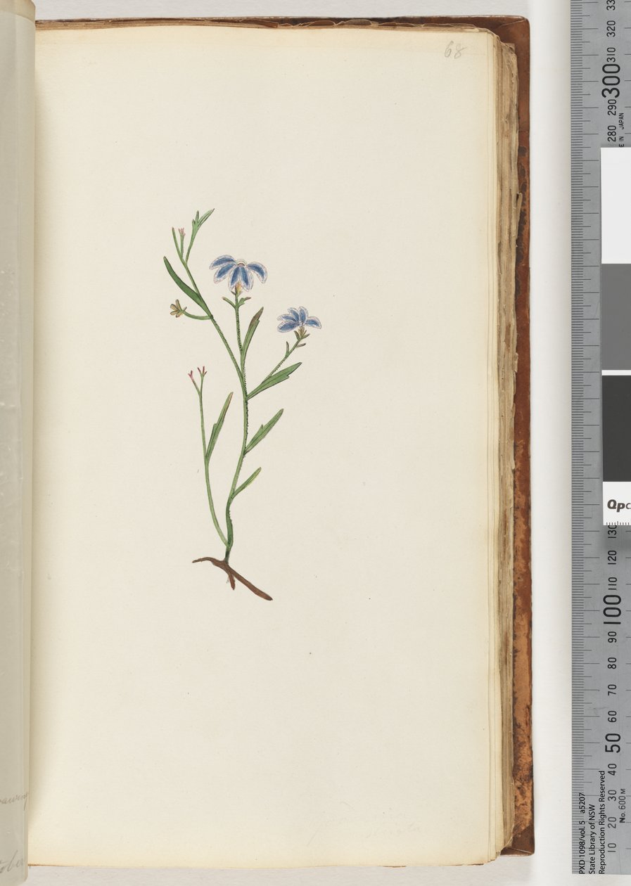 Side 68. Uidentifisert plante av Unknown artist