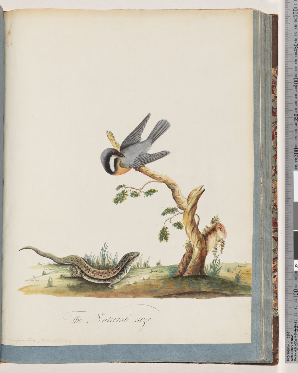 Side 69. Uidentifisert fugl med øgle. Sylvia rufirostris av Unknown artist