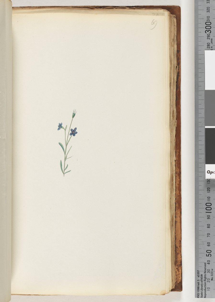 Side 69. Uidentifisert plante av Unknown artist
