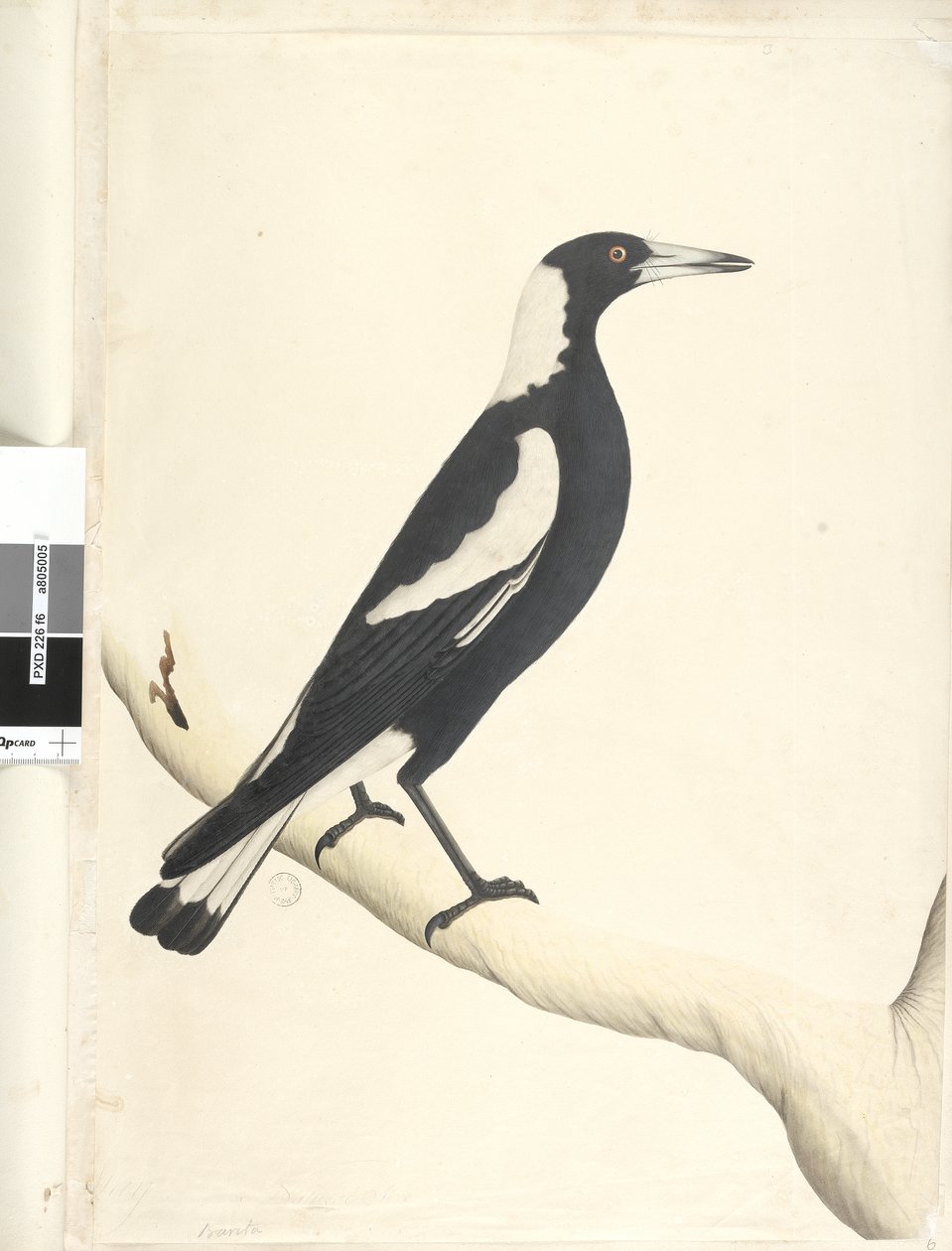 Side 6. Barita. over tittel i annen hånd mai. Naturlig størrelse Svart, Rygget Magpie Gymnorhina tibicen, 1791-92 av Unknown artist