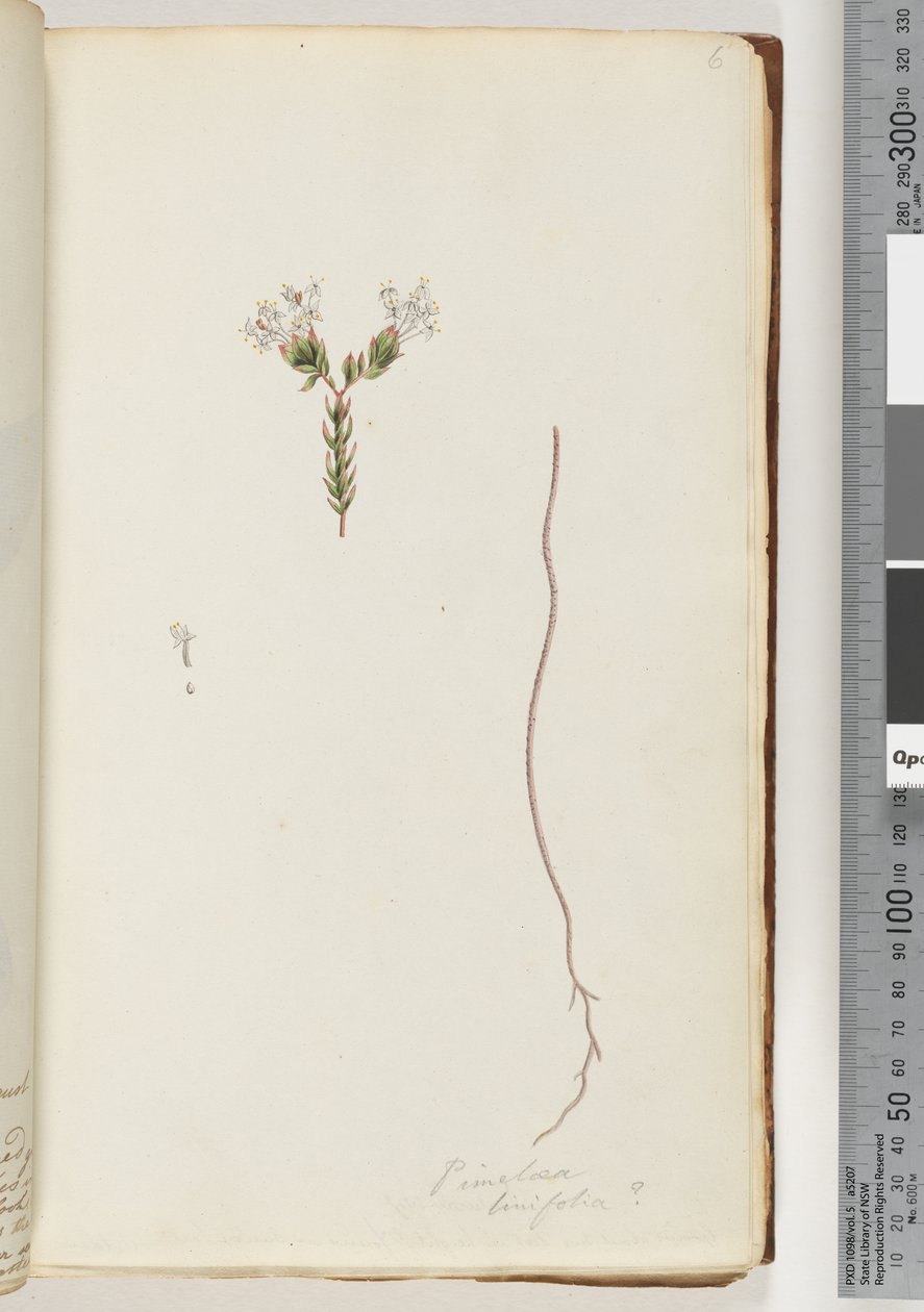 Side 6. Pimelea linifolia av Unknown artist